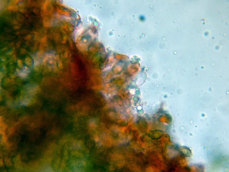 Calonarius atrovirens 10 - Arista laminar-001